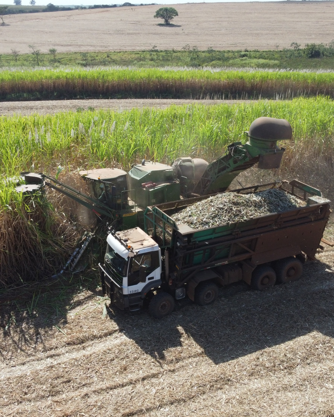 CLEALCO REPORTA LUCRO LÍQUIDO PELA QUINTA SAFRA CONSECUTIVA COM RESULTADO DE R$ 170 MILHÕES EM 24/25 E ACUMULADO QUE SUPERA R$ 1,1 BI